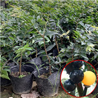 深圳福冈嘉宝果苗