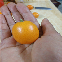 金桔