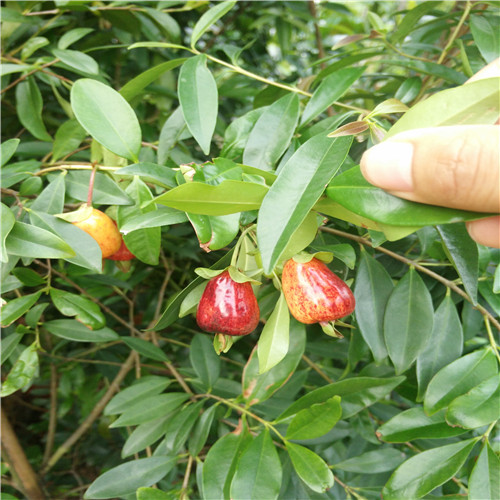 黑玫瑰樱桃