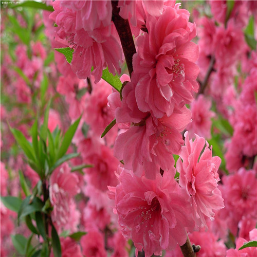 桃花苗、桃花苗、桃花苗