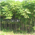 栾树-河南栾树供应