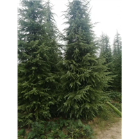 河南雪松苗圃 