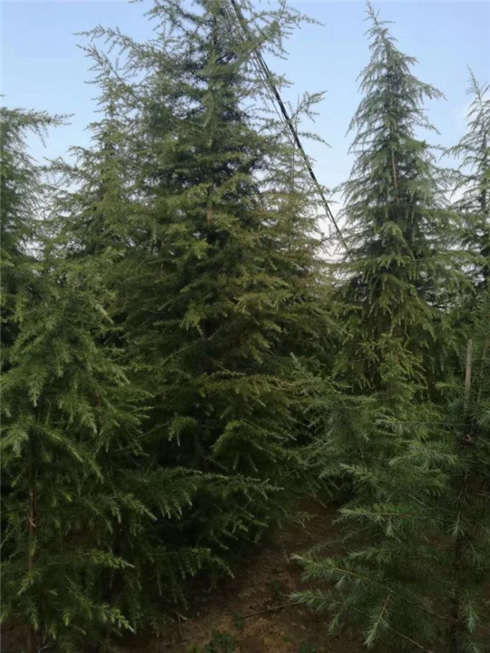 河南雪松4米多少钱 