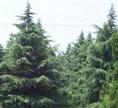 蜀桧-河南蜀桧供应商