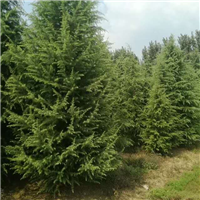 河南雪松工程案例 