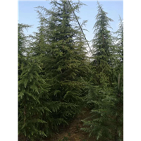 河南雪松4米多少钱 