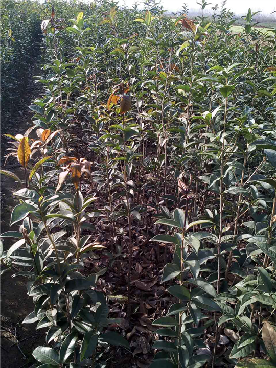 河南桂花小苗