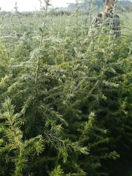 河南雪松小苗可以出售了 