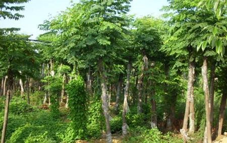 栾树-河南栾树供应