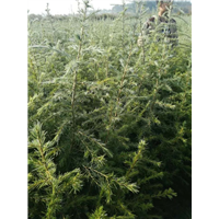 河南雪松小苗可以出售了 