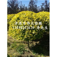 东北金叶榆球/供应1.5米金叶榆球/金叶榆