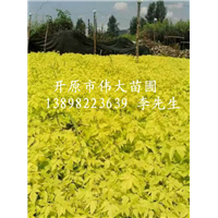 辽宁开原金叶复叶槭&东北金叶复叶槭扦插苗