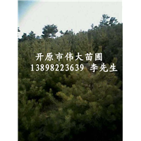 出售樟子松苗|东北樟子松|东北樟子松基地 
