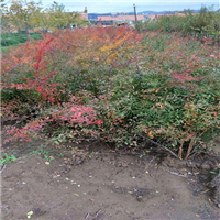 东北珍珠绣线菊基地，东北珍珠绣线菊，辽宁珍珠绣线菊 