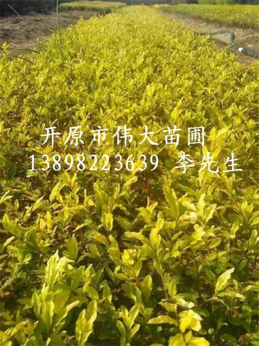 辽宁金叶水腊|东北金叶水腊|金叶水腊批发