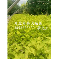 出售金叶风箱果-辽宁**的金叶风箱果基地