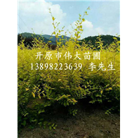 出售金叶榆|辽宁金叶榆|辽宁地接金叶榆