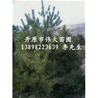 辽宁樟子松|辽宁樟子松批发|出售樟子松