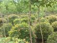 东北五角枫球供应基地\五角枫球种植基地\低价出售东北五角枫球 