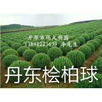 丹东桧柏球|丹东桧柏球批发|出售桧柏球