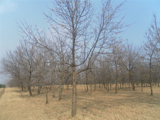 辽宁白蜡-东北白蜡苗圃基地-东北白蜡直销 