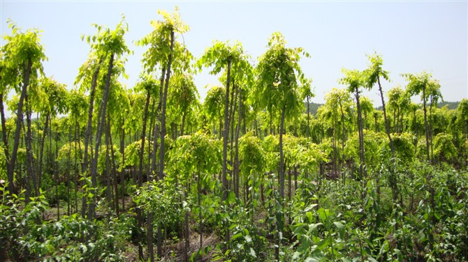东北金叶垂榆，东北金叶垂榆价格，东北金叶垂榆种植 