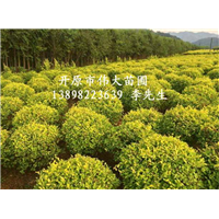 东北金叶榆球@东北金叶榆球基地@金叶榆球 