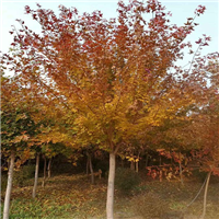 供应五角枫，东北五角枫，辽宁五角枫