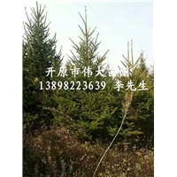 东北云杉|东北云杉基地|东北云杉批发