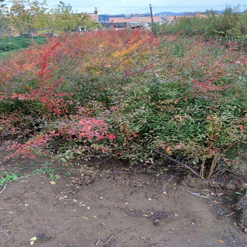 东北珍珠绣线菊基地，东北珍珠绣线菊，辽宁珍珠绣线菊 