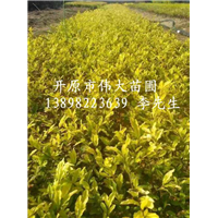 辽宁金叶水腊|东北金叶水腊|金叶水腊批发