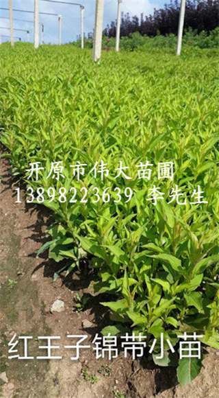 红王子锦带小苗-辽宁红王子锦带