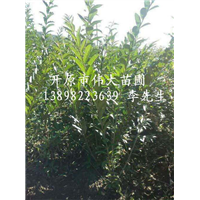 供应水腊墩/辽宁水腊墩/辽宁水腊墩批发