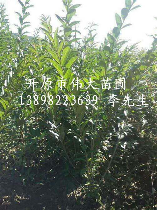 供应水腊墩/辽宁水腊墩/辽宁水腊墩批发