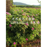 供应多季梅|东北多季梅|东北多季梅批发