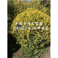 1.5米金叶榆球-辽宁金叶榆球