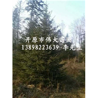 辽宁云杉|辽宁云杉批发|辽宁云杉价格