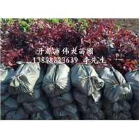 红叶李小苗批发/东北红叶李小苗供应商