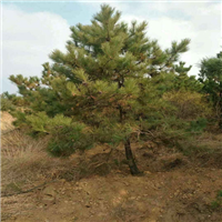 辽宁油松基地，辽宁油松价格，辽宁油松小苗