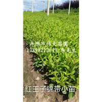 红王子锦带小苗-辽宁红王子锦带