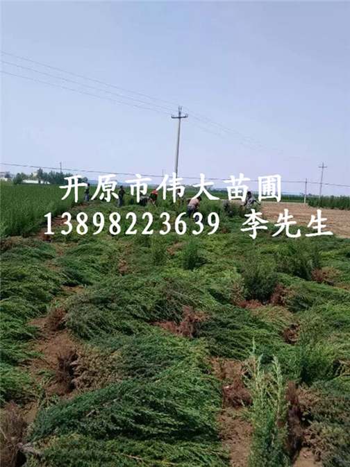 供应桧柏@东北桧柏@东北桧柏种植基地