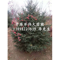 大量云杉|东北云杉基地|东北云杉批发