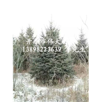 出售云杉树苗|辽宁优质云杉|辽宁云杉批发