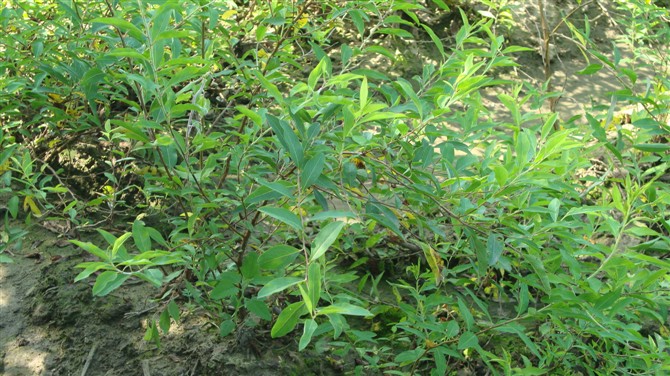 出售珍珠绣线菊||辽宁珍珠绣线菊基地||辽宁珍珠绣线菊哪里有 