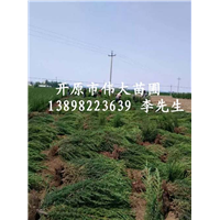 供应桧柏@东北桧柏@东北桧柏种植基地