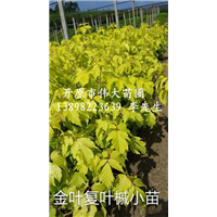 东北绿化苗木金叶复叶槭火热供应