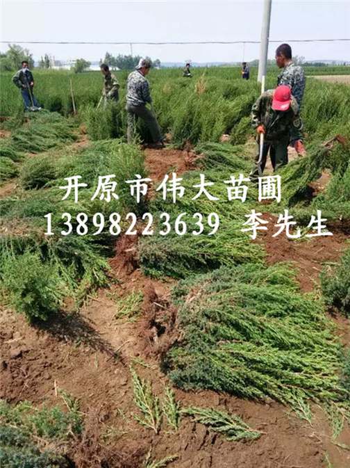 辽宁桧柏|辽宁桧柏批发|辽宁桧柏种植基地