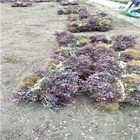 东北红叶小檗小苗基地，东北红叶小檗小苗