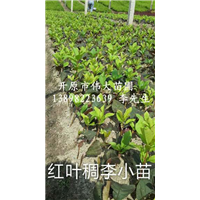 红叶稠李小苗/辽宁红叶稠李小苗批发