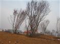 东北丛生五角枫供应基地\丛生五角枫种植基地\低价出售东北丛生五角枫 